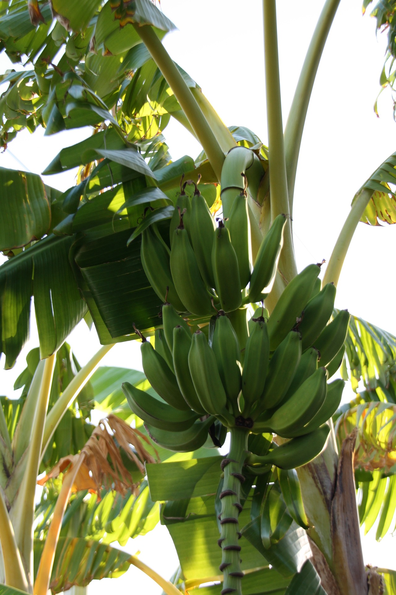Bananenbomen in Antalya
