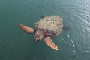 Dalyan Caretta Caretta